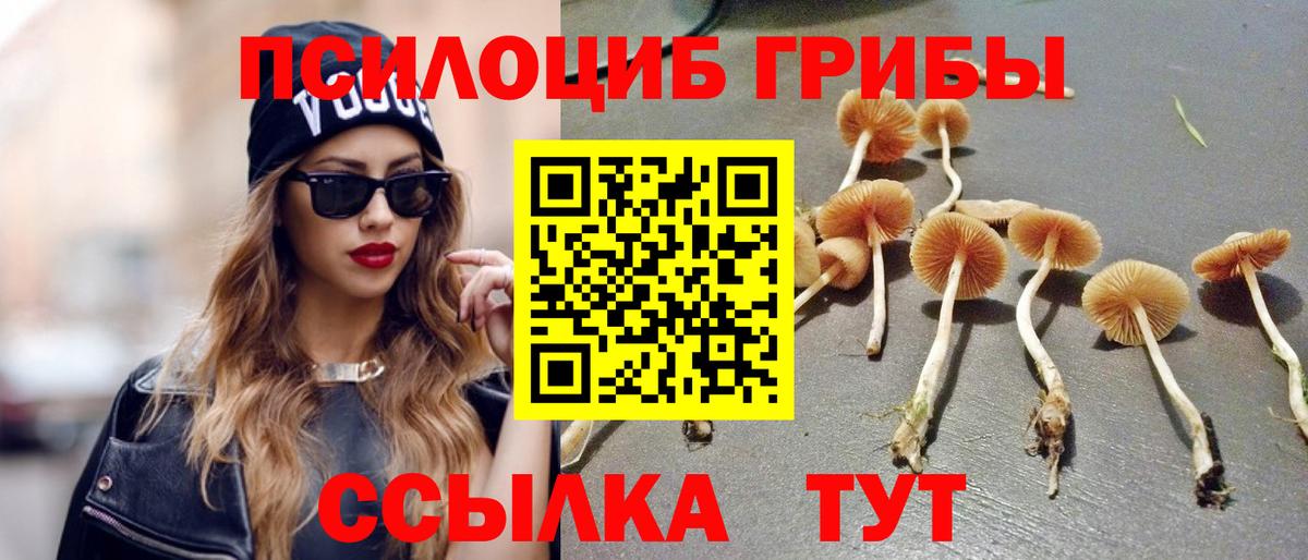 Псилоцибиновые грибы Psilocybe Томск